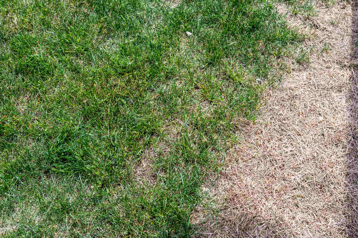 Visible distinction between healthy lawn and damaged grass.