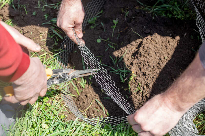 In the hole for planting a fruit tree, the man inserts a reinforced metal mesh to protect its roots from moles.