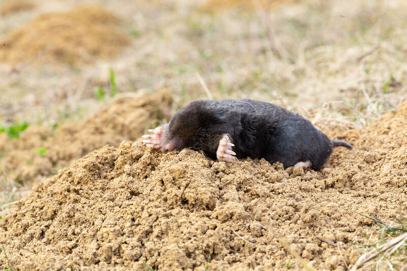 mole laying over soil