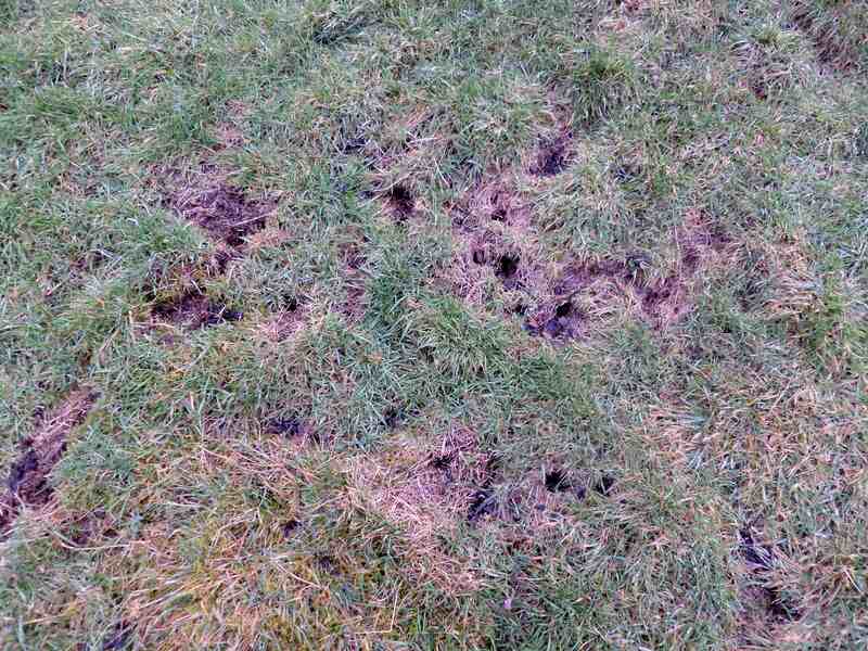 vole damage in a lawn