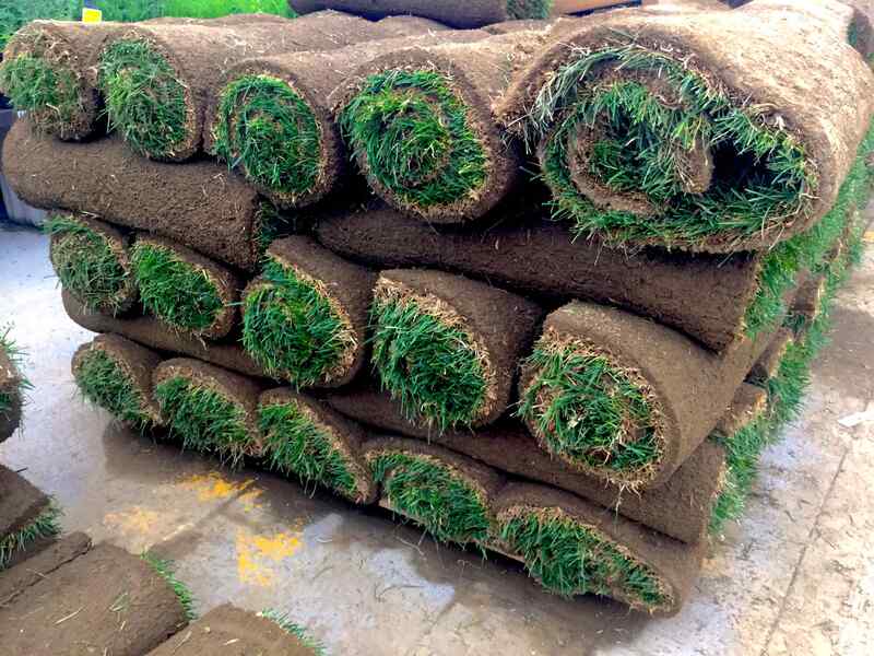 Sod Grass rolls