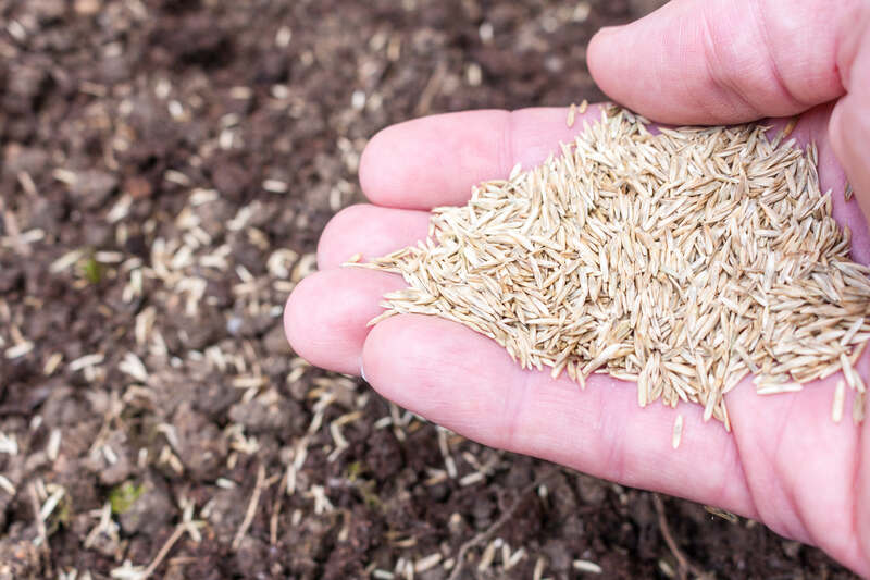 sowing grass, seeding