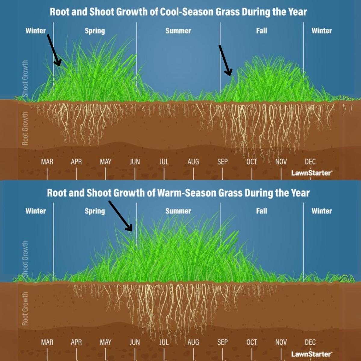 A side by side picture showing growth of cool and warm season grass round the year