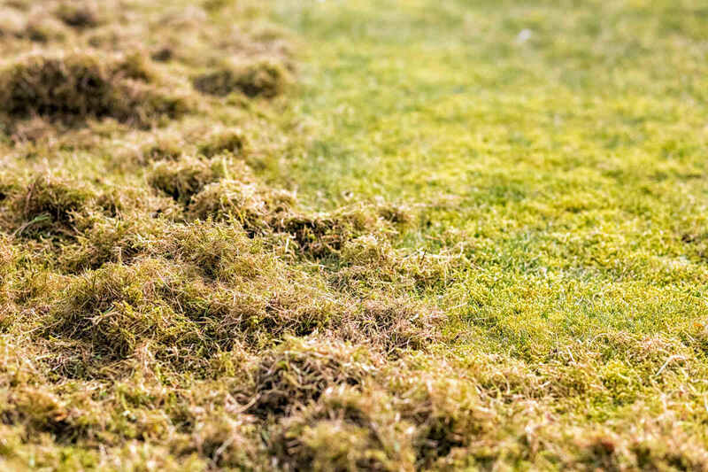 thatch over grass in a lawn 