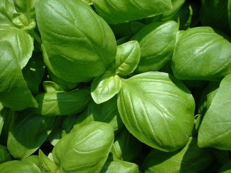 closeup image of a Basil plant