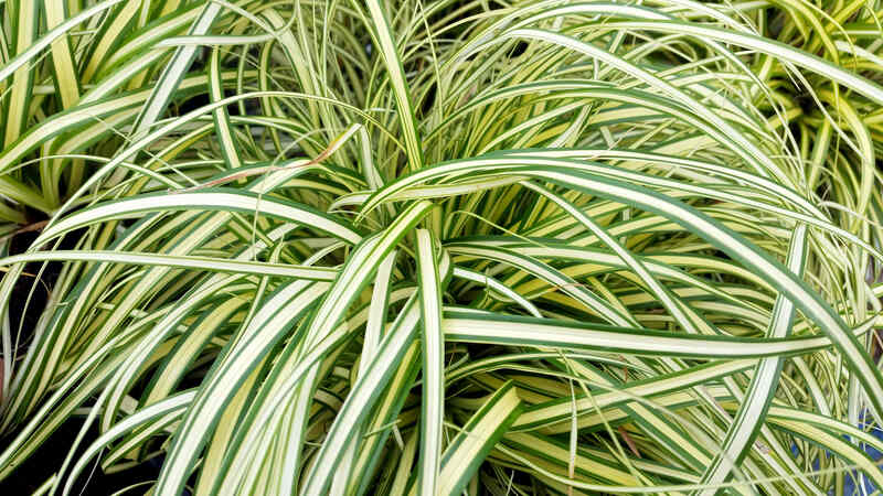 Japanese Sedge ‘Evergold' with arching green leaves highlighted by bold creamy-yellow stripes.