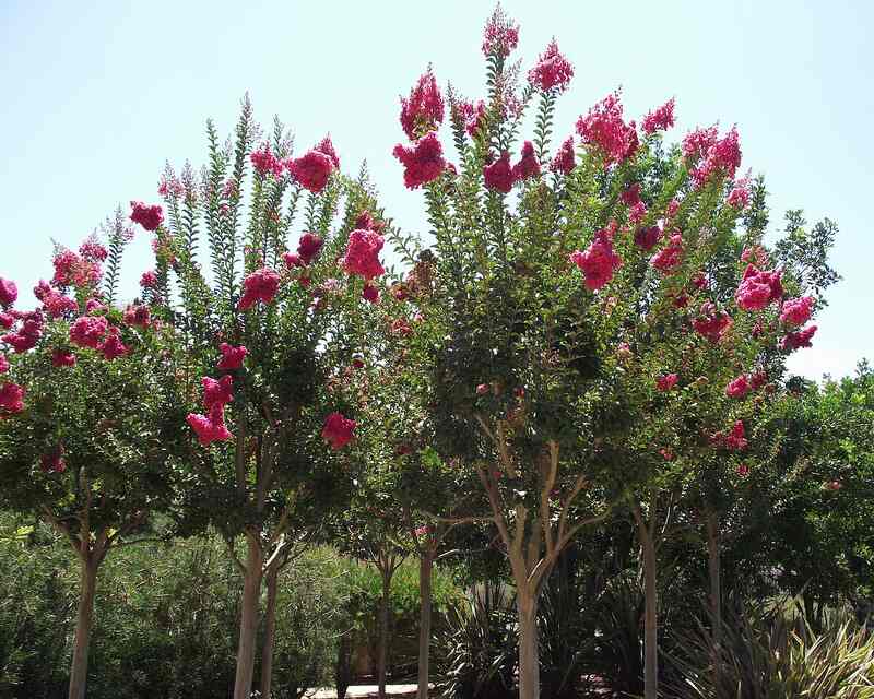 closeup of Crape myrtle tree