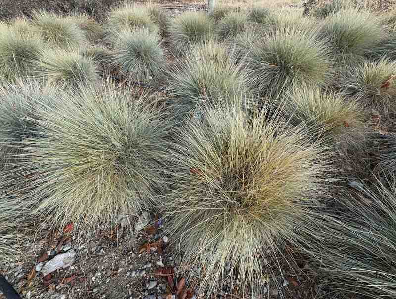 close up image of Elijah Blue Fescue