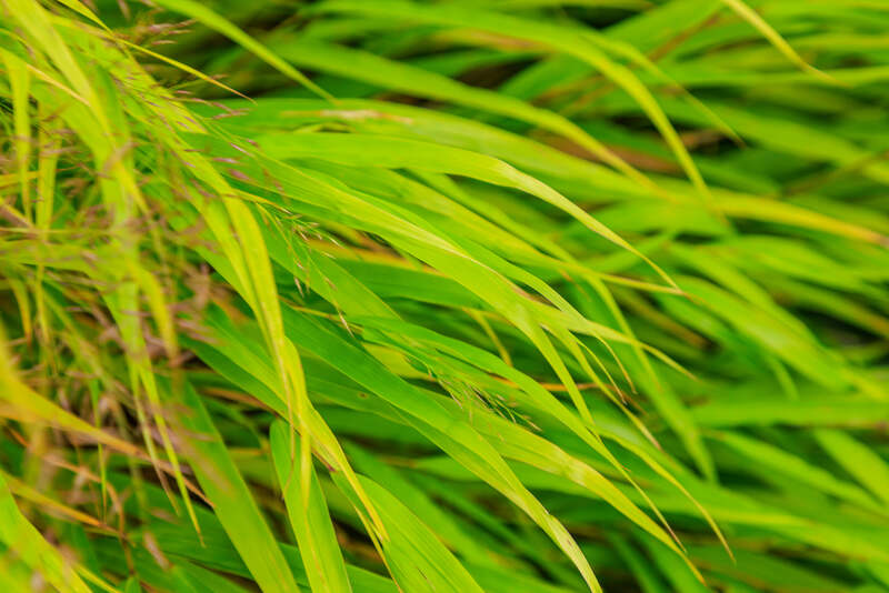 close up image of Japanese Forest Grass