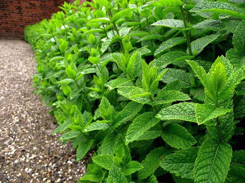 closeup image of a Peppermint plant