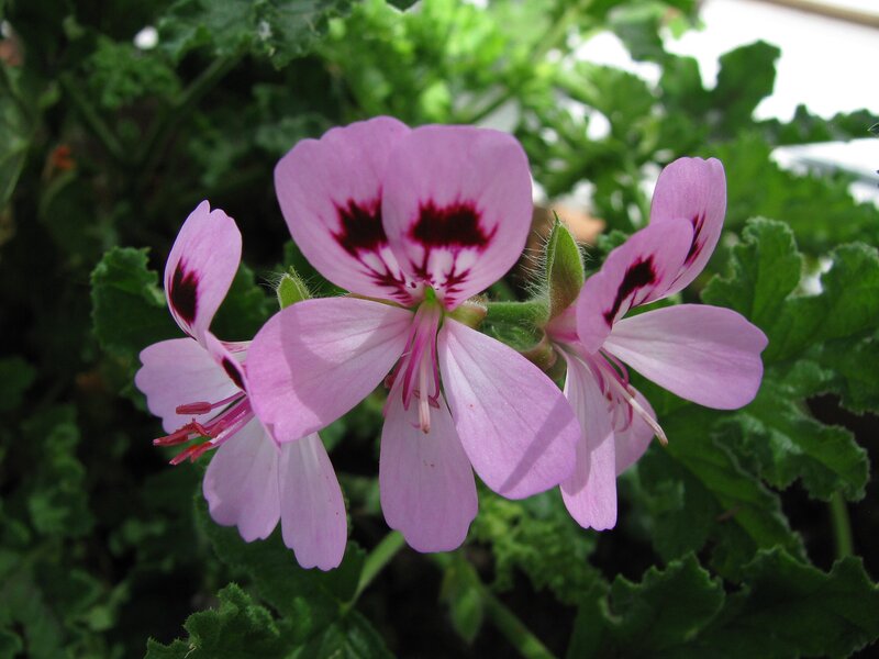 closeup image of a Scented Geranium plant