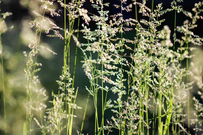 close up image of tuffed hair grass