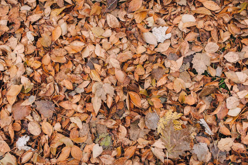 closeup of fallen leaves on a yard