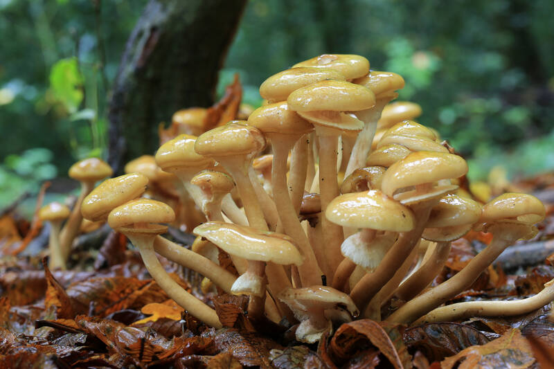 closeup image of a honey fungus