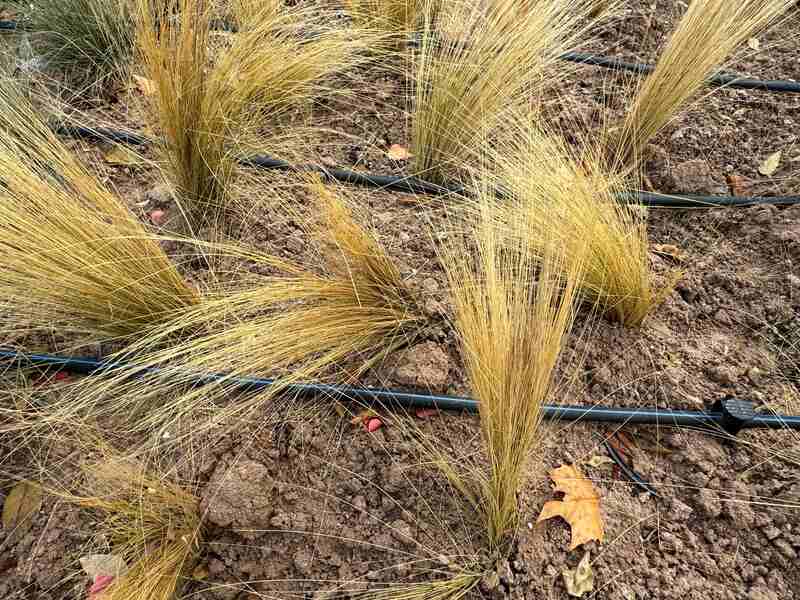 close up image of Mexican feather grass