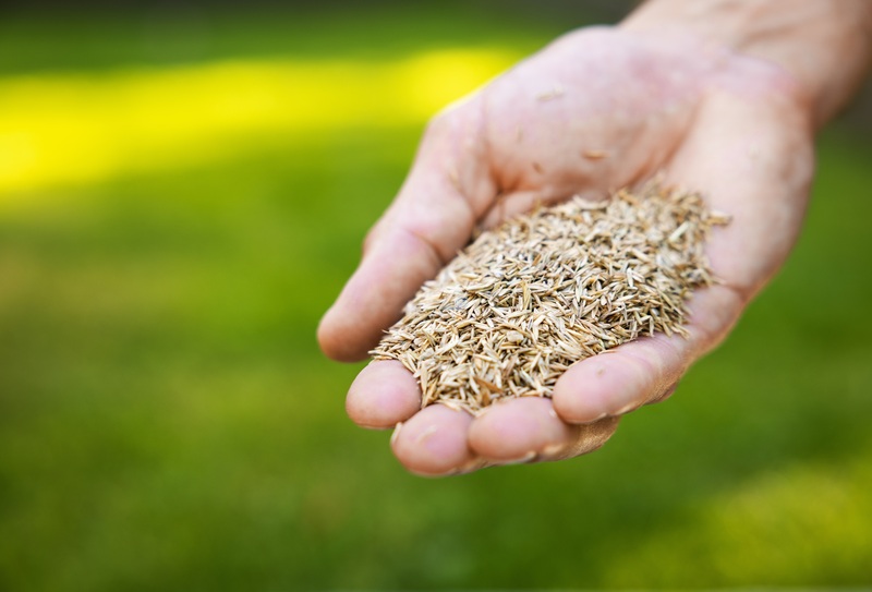 A close-up of a person holding a handful of grass seeds over a blurred green lawn, preparing to seed or overseed the yard.