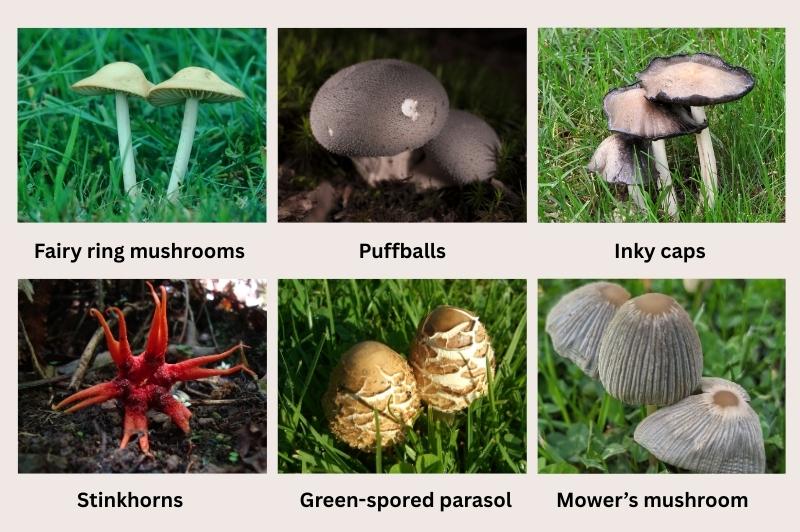 infographic of different types of mushrooms