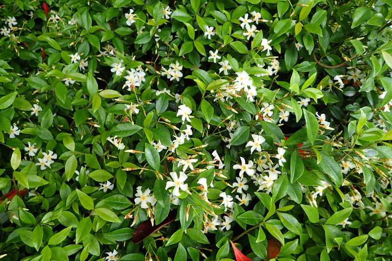 closeup view of Asiatic Jasmine plant