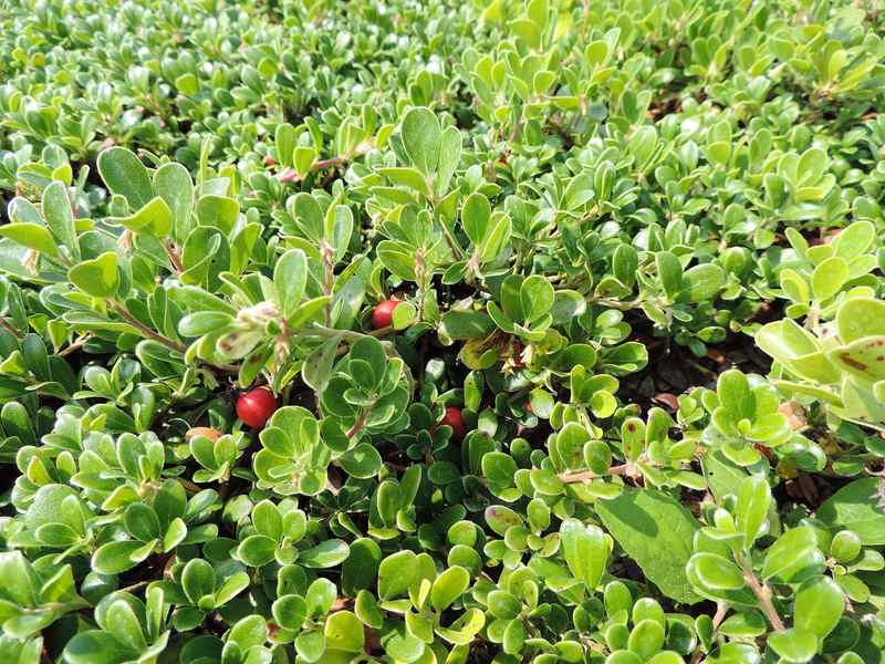 Arctostaphylos uva-ursi in botanical garden