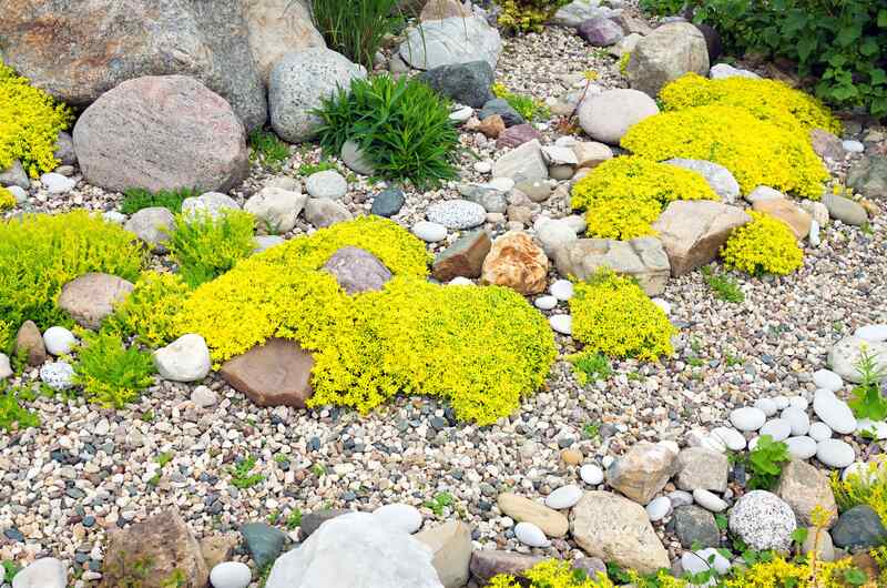 Rock garden with clusters of yellow ground cover plants and various sizes of decorative stones and pebbles.