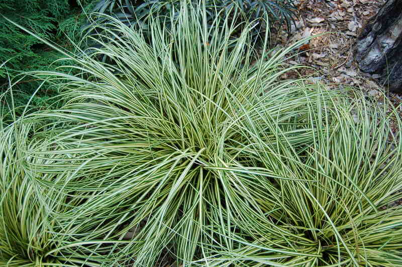 closeup image of a sedge